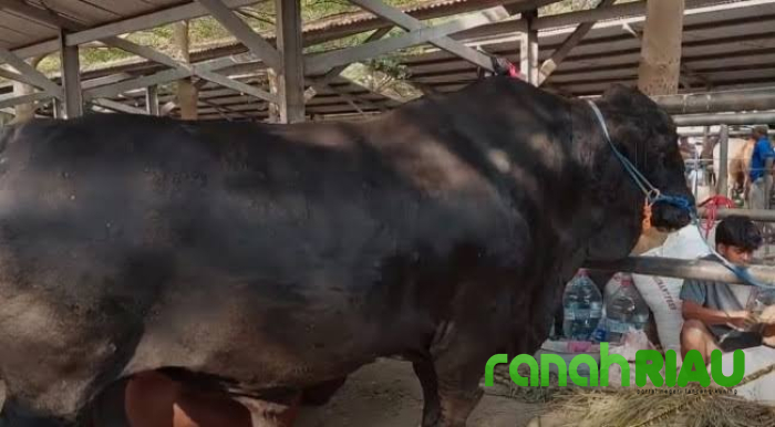 Sapi Peternak Rohul Terpilih Jadi Hewan Kurban Prabowo, punya bobot 950 Kg dan 820 Kg